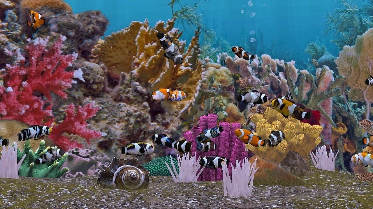 Anemonen Clownfische Coralen Reef Meerwasser Aquarium #fishtank #relaxWatersound no music 