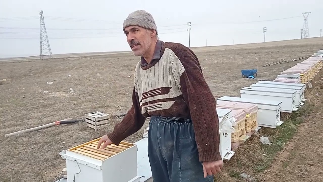 Kare kovan hızlı gelişim, kayıpsız kışlatma.