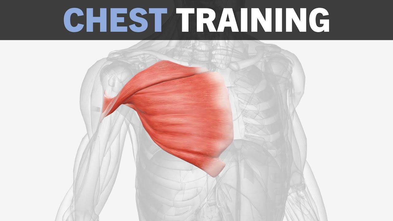 Chest Hypertrophy Training Fundamentals