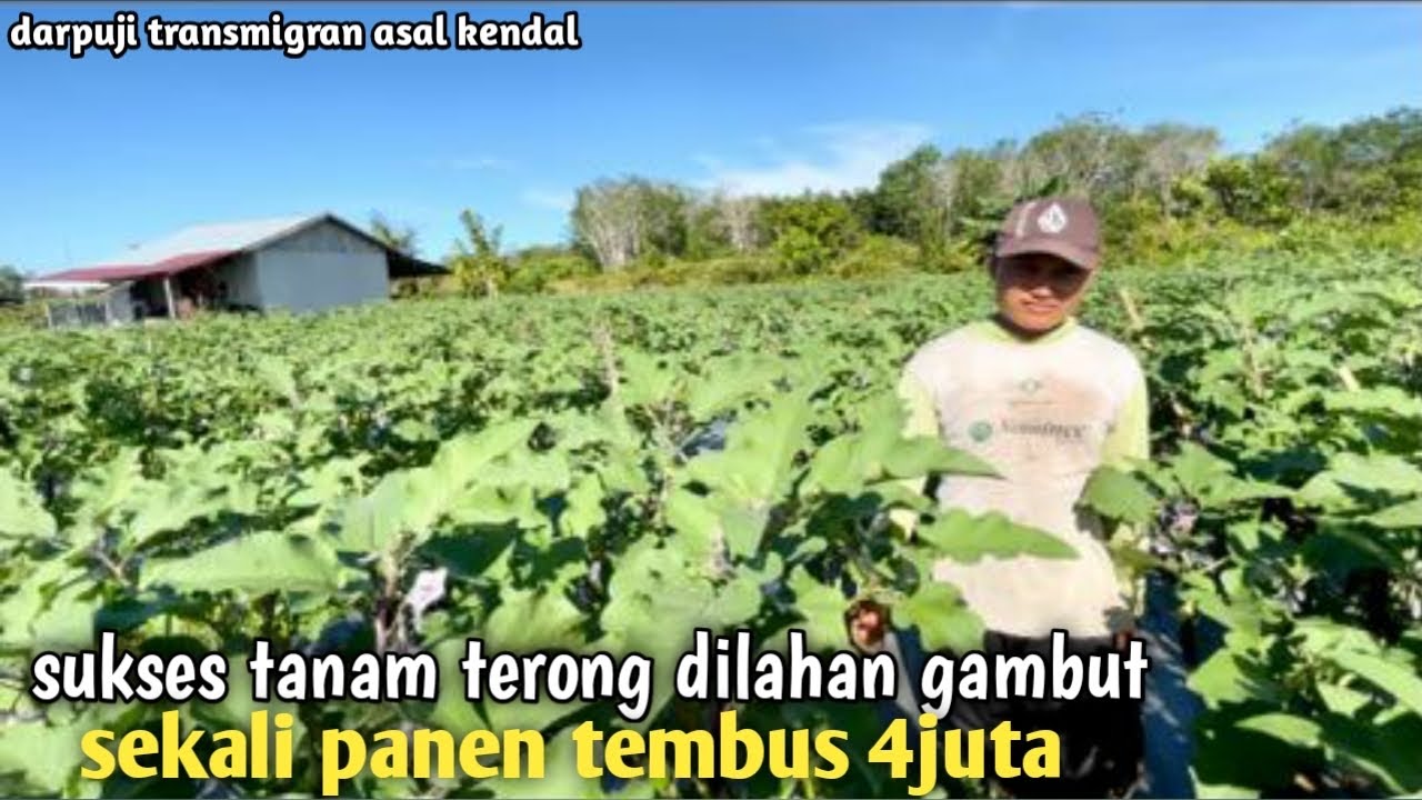 Petani muda yang sukses DITRANSMIGRASI