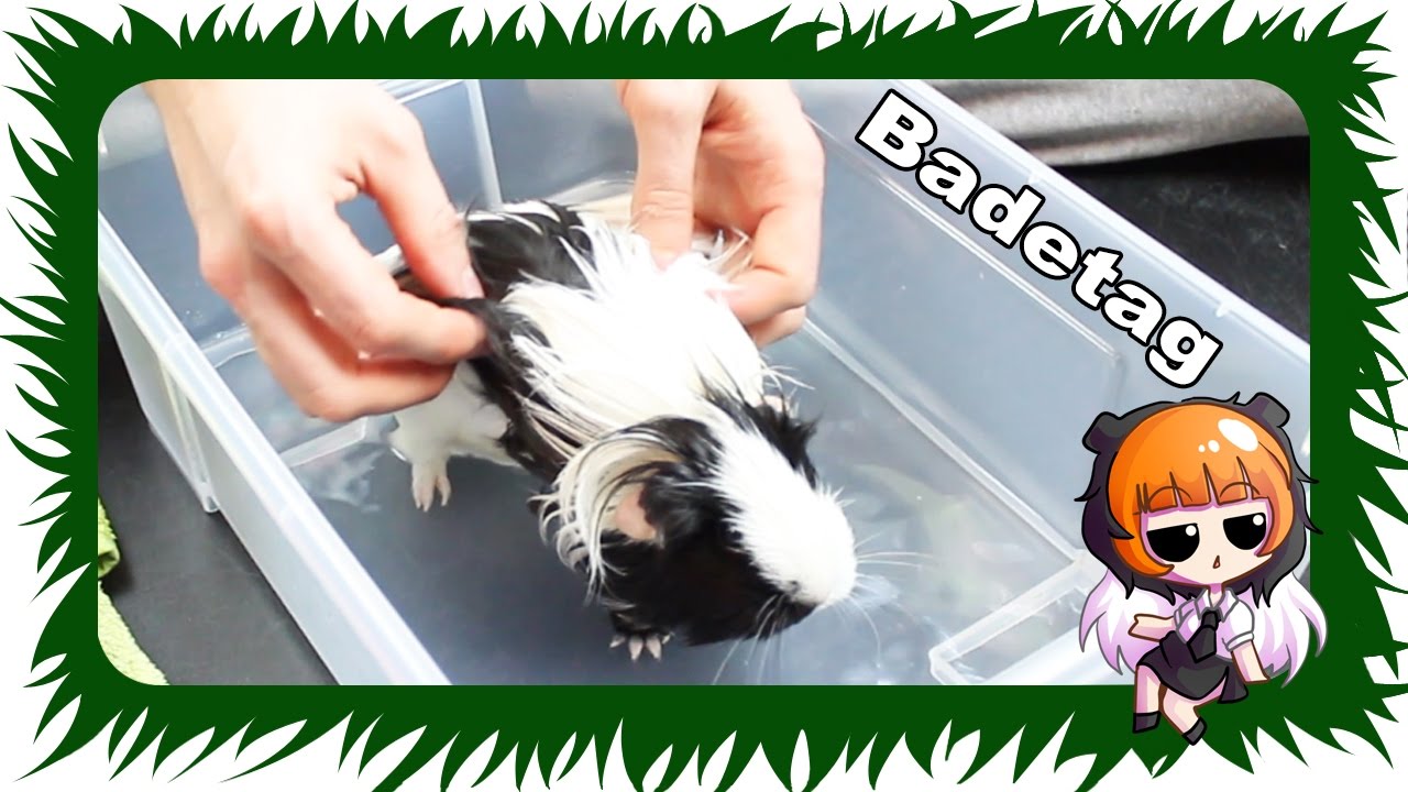 Wie man Meerschweinchen RICHTIG badet | Die Meeries