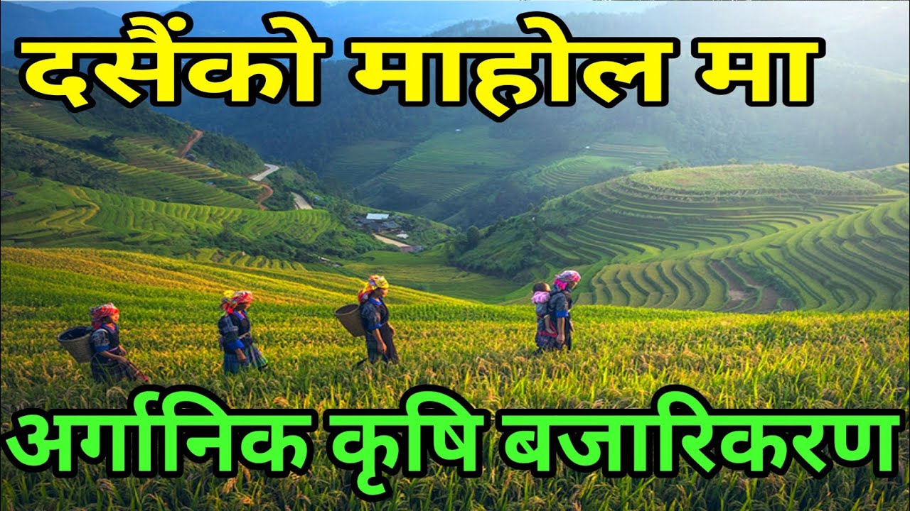 दसैं को माहोलमा अर्गानिक कृषिलाइ बजारिकरण गर्दै || Cabbage Farming In Nepal || Banda Kopi Bajarikarn