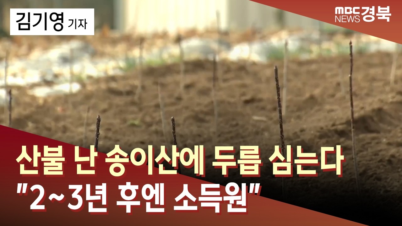 R]산불 난 송이산에 두릅 심는다..