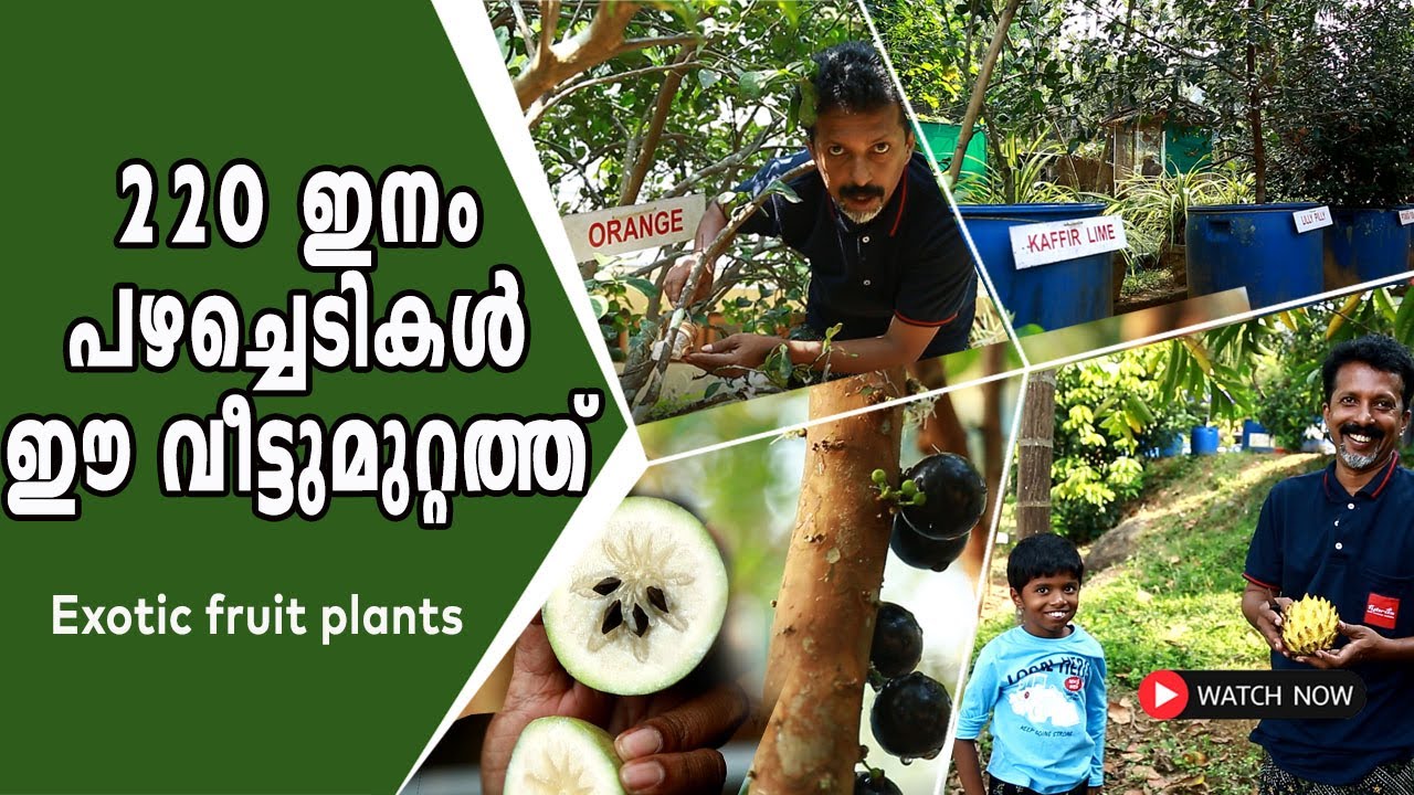 220 ഇനം പഴച്ചെടികൾ  ഈ വീട്ടുമുറ്റത്ത് I Exotic Fruit plant Collection  I Dayes I Koothattukulam