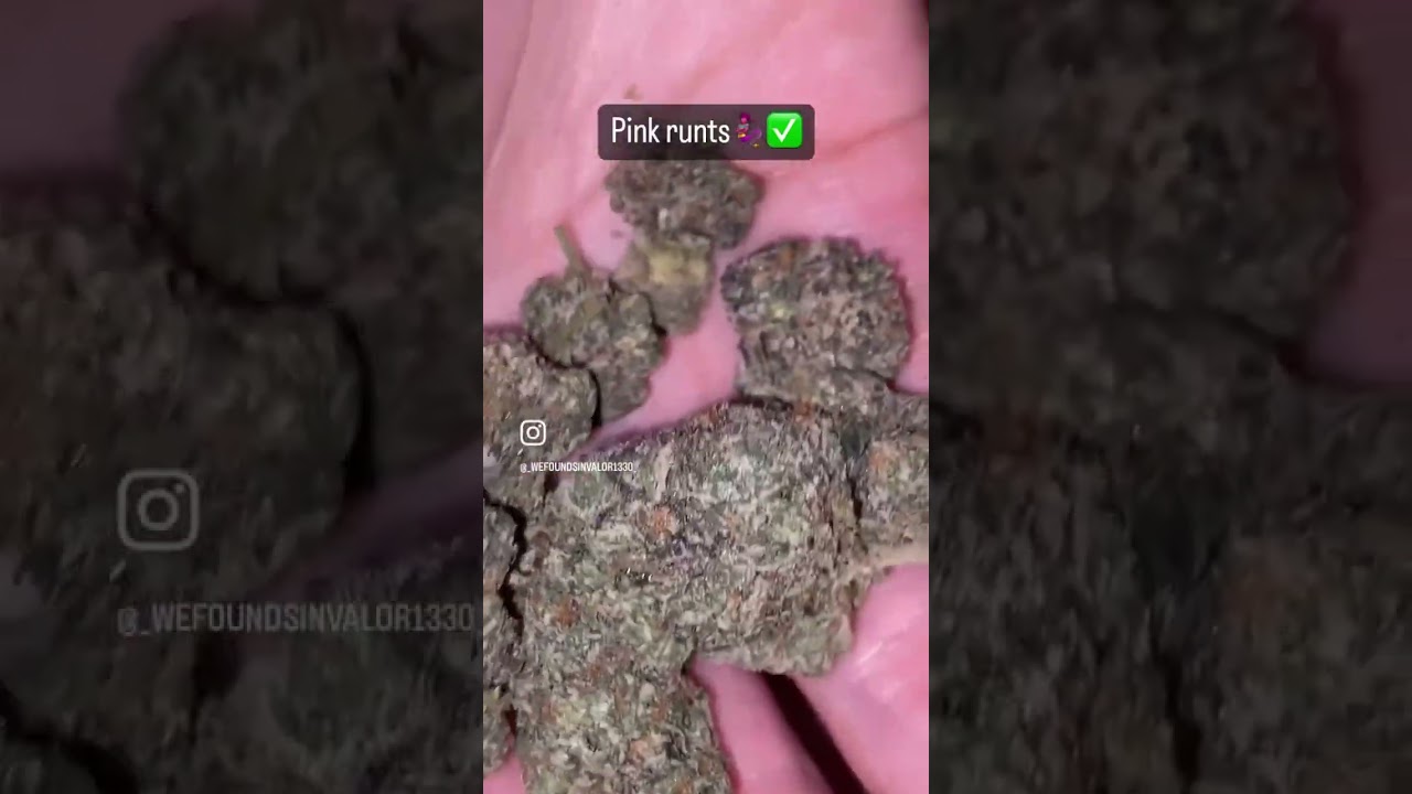 Pink runts🧞&zwj;♀️✅