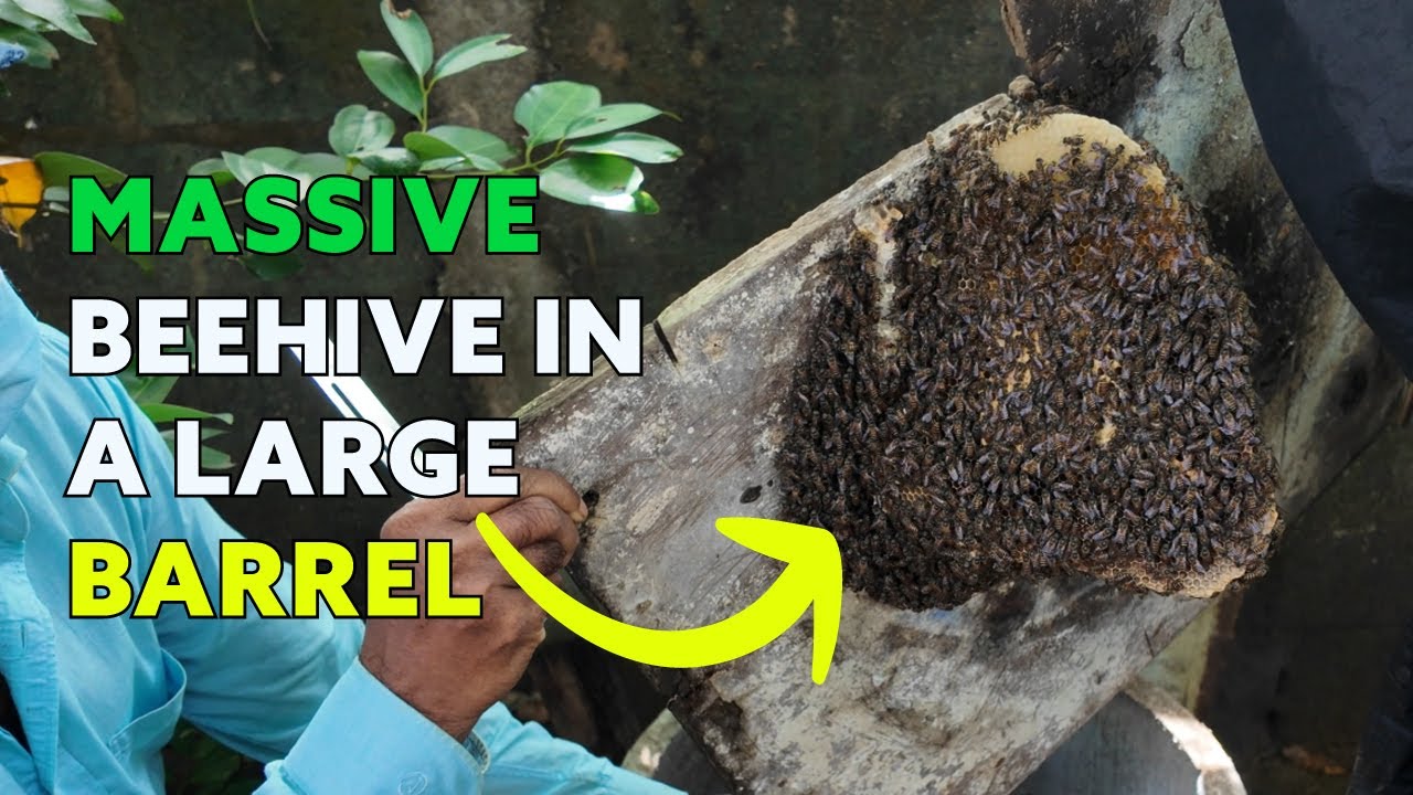We Saved This Massive Bee Colony From a Barrel