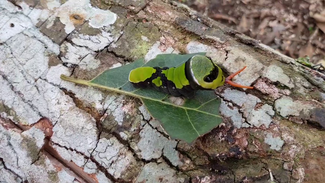 Oruga verde con una cabeza grande.