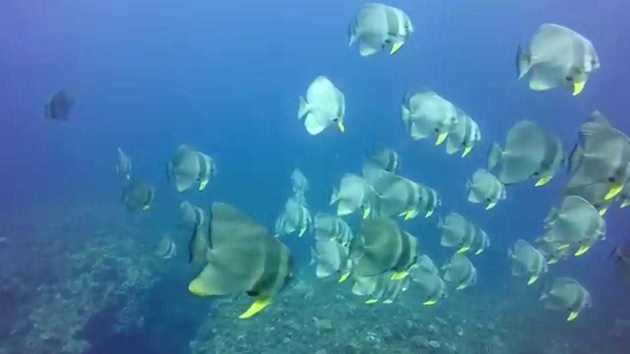 Plongée en apnée Boucan-Canot et au Cap Homard, ile de La Réunion 2015