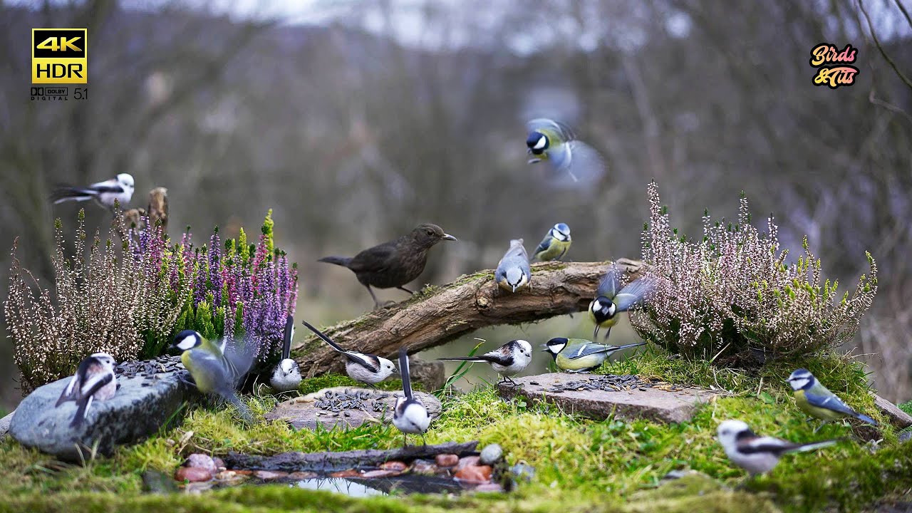 Cat tv 😻 Birds on feeder 🐦  4K HDR  🐶 PET tv