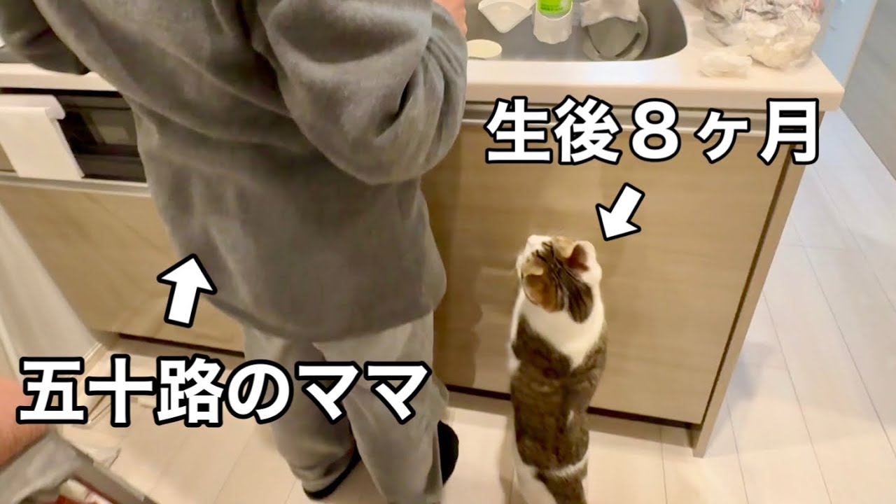 ニャンズのお世話にバタバタな今日この頃【保護猫】
