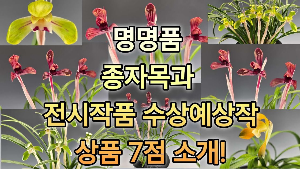​한국춘란 판매 | 명금보(꽃6경)·진묵(꽃3경)·초가(꽃5경) 등 7점 | 26년 3월 6일 춘란장터 #한국춘란 #춘란 #난초 (👇설명란 클릭)