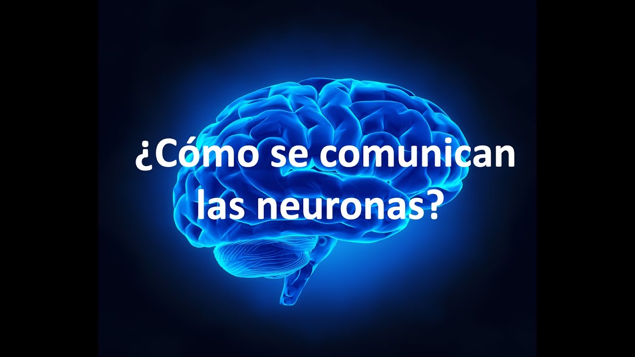 &iquest;C&oacute;mo se comunican las neuronas?