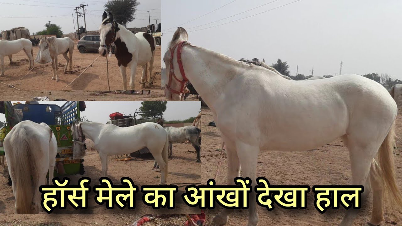 हॉर्स मेले का आंखों देखा हाल पार्ट 2 नागौर हॉर्स मेला 2024 | nagaur horse mela 2024 live part 2