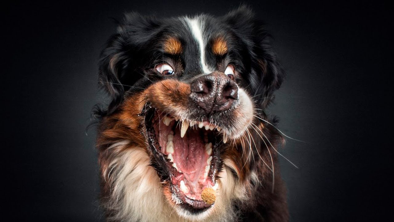 Dog Barking Video For Dogs To Watch - Puppies Barking