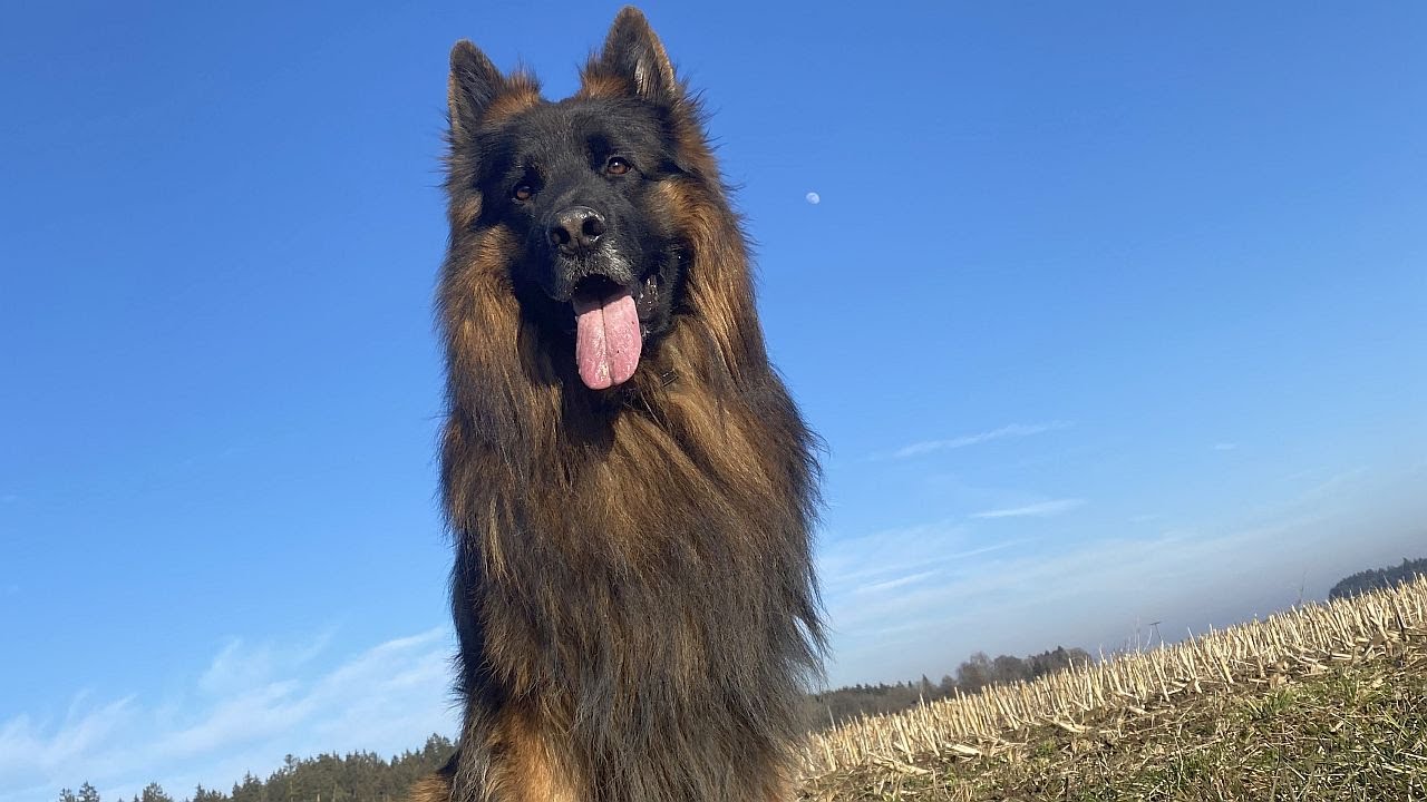Relaxing (Für Menschen). Zusehen, Stress vergessen 🧘‍♀️