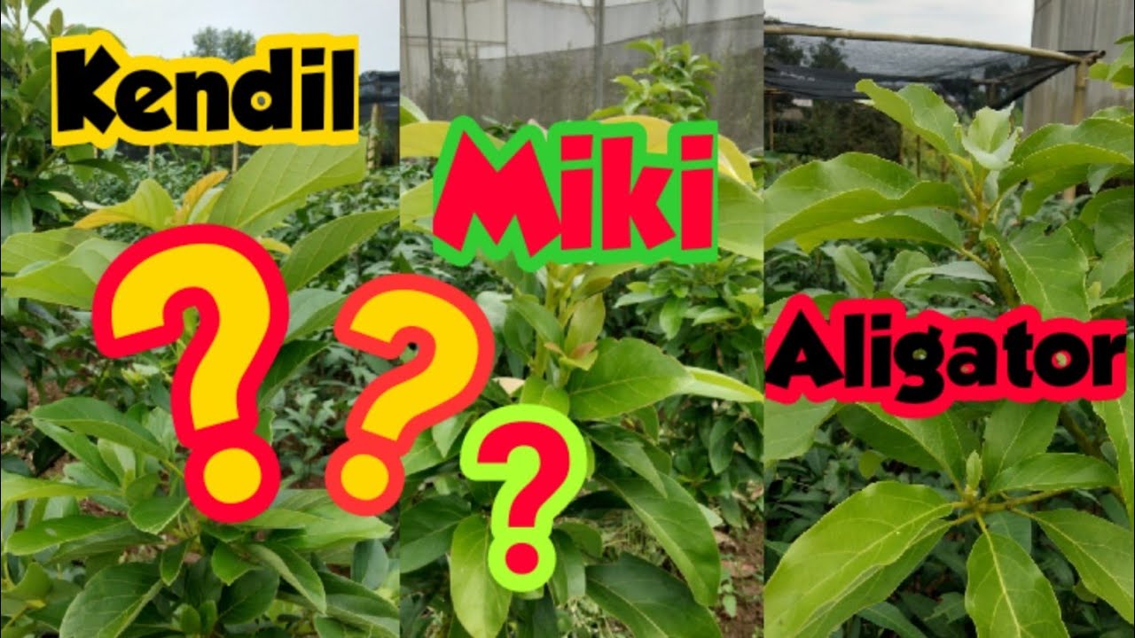 Membedakan Ciri Daun Buah Alpukat Aligator, Kendil dan Miki