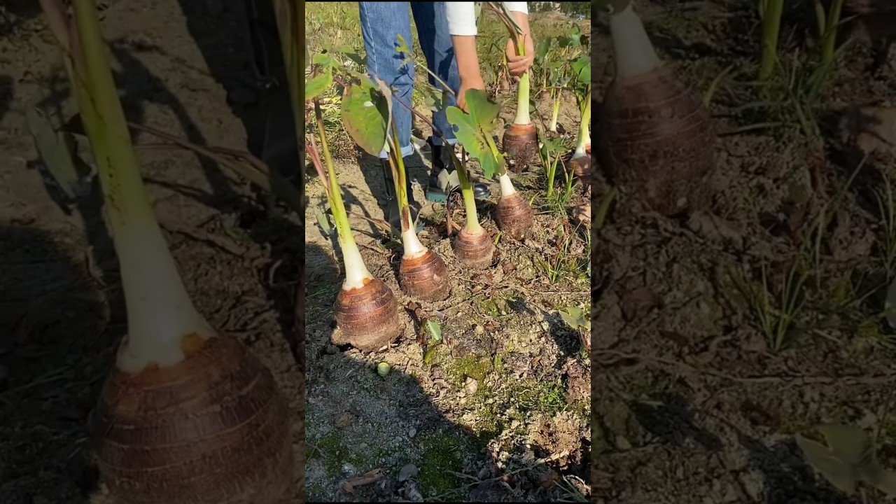 Taro Root Harvesting and Cutting Skill 