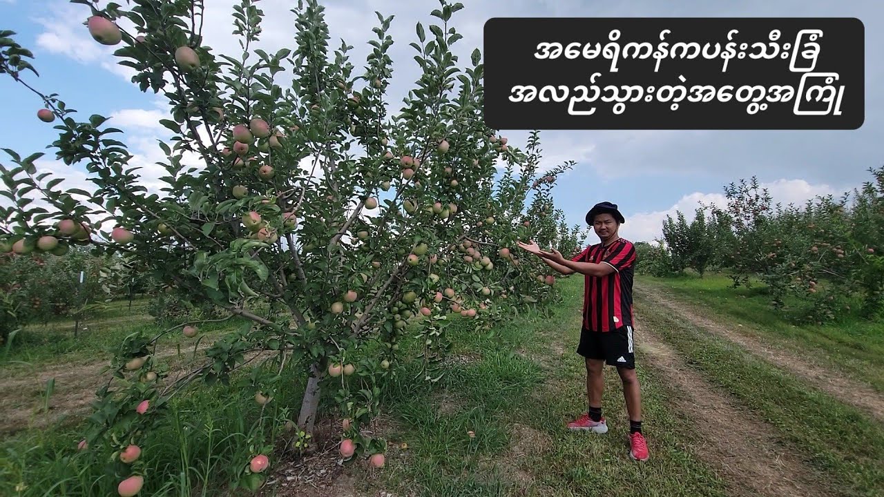 အမေရိကန်ကပန်းသီးခြံအလည်သွားတဲ့အတွေ့အကြုံ.visit to Anderson orchard apple farm