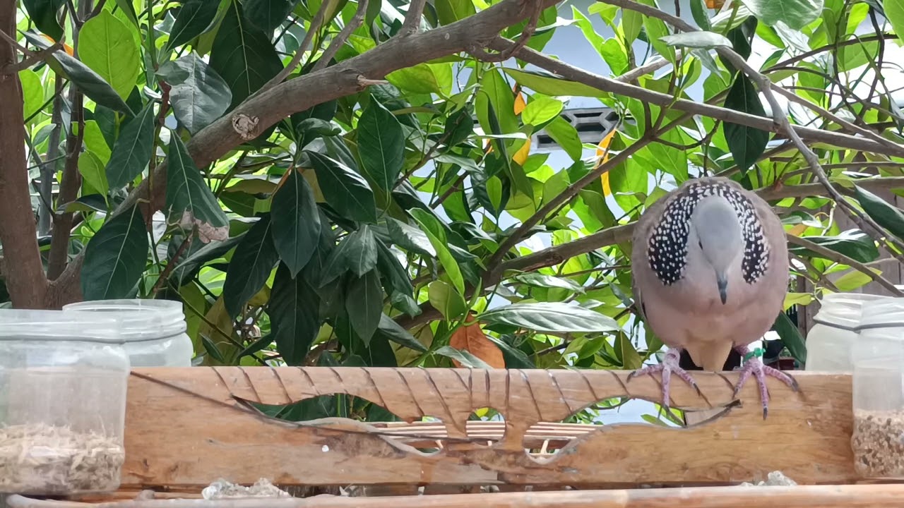 Dove Bird Beautiful Sounds Video- Spotted Dove Sweet Chirping Enchanting