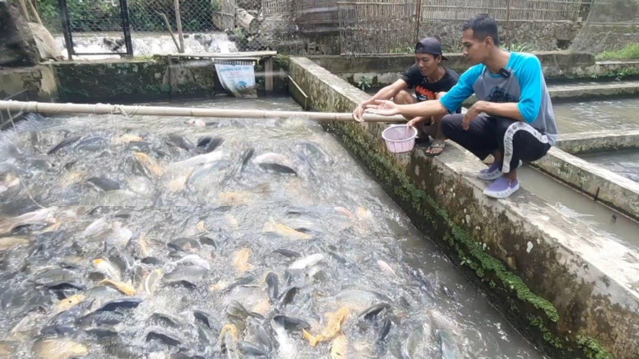 BAPAK INI SUKSES, BUDIDAYA IKAN MAS BABON-BABON