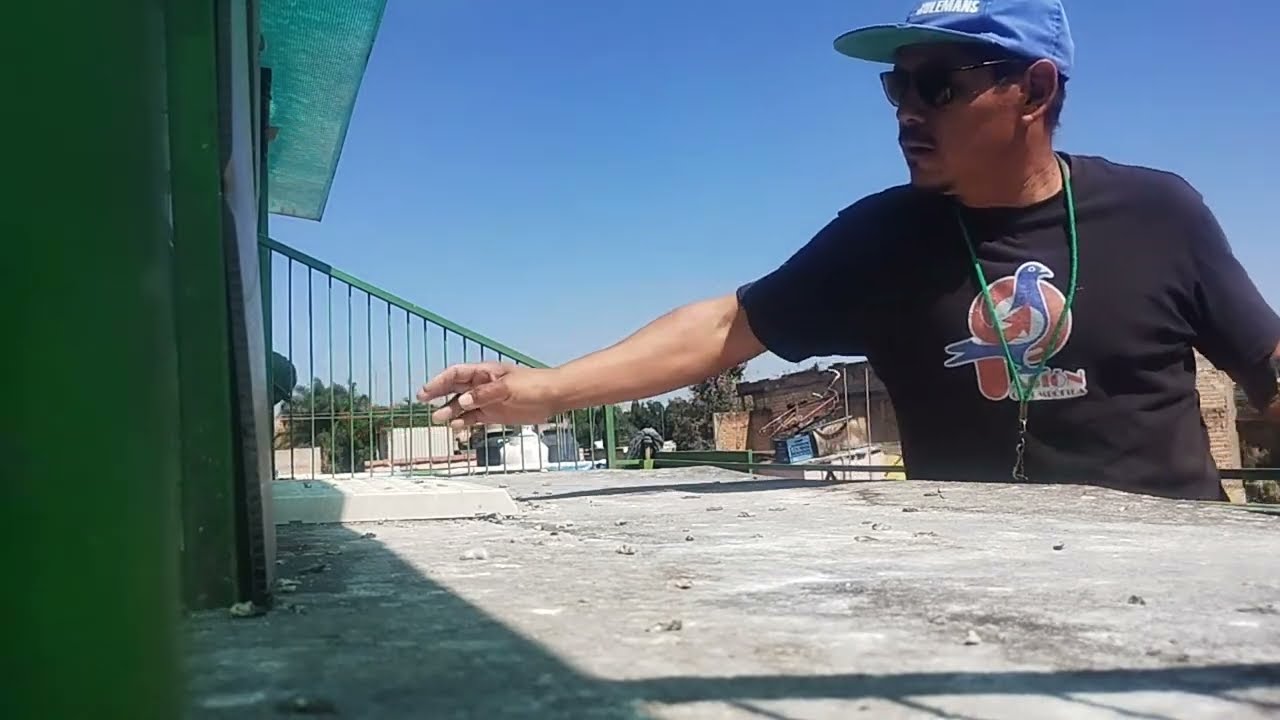Pasión Colombófila está en vivo