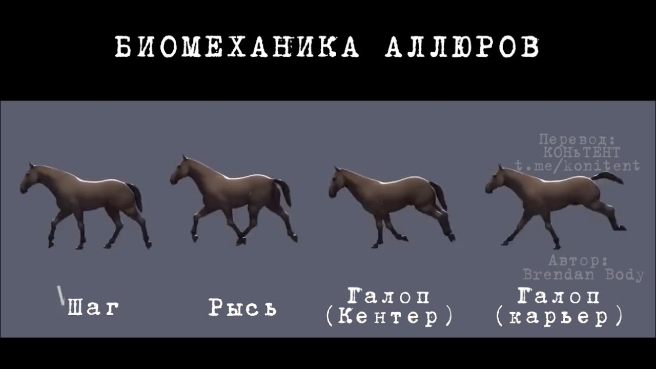 Биомеханика аллюров лошади. Шаг, рысь, кентер, галоп