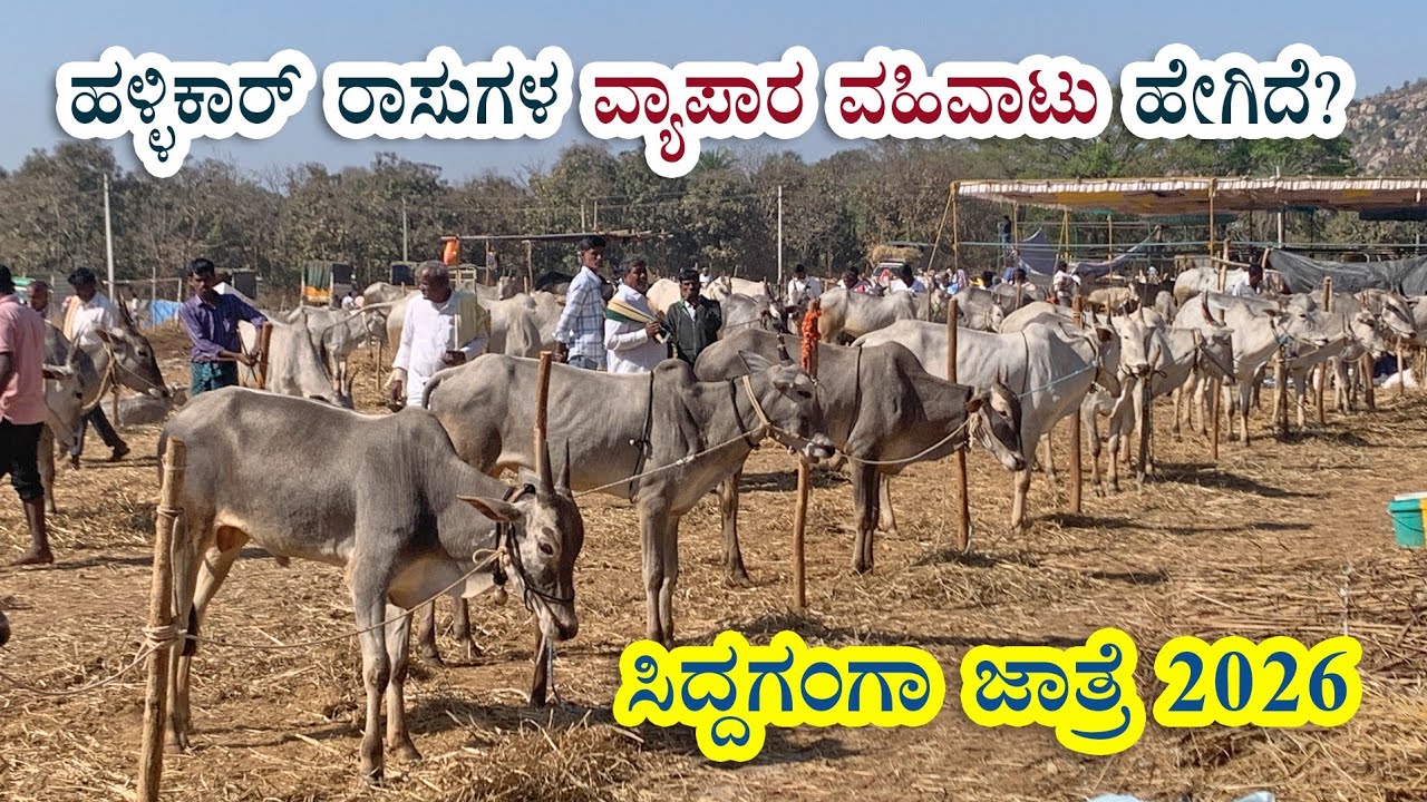 ಸಿದ್ದಗಂಗಾ ದನಗಳ ಜಾತ್ರೆ - ಚುರುಕುಗೊಂಡ ವ್ಯಾಪಾರ ವಹಿವಾಟು