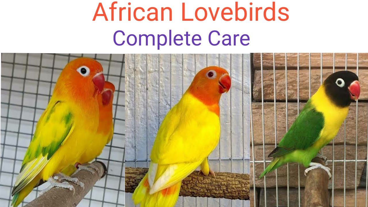 African Lovebirds complete care in Tamil | Agapornis| Ilayaraja T