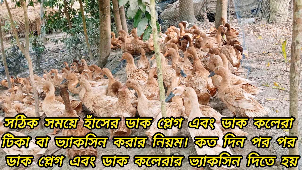 সঠিক সময়ে হাঁসের ডাক প্লেগ এবং ডাক কলেরা  ভ্যাকসিন করার নিয়ম।কত দিন পর ডাক প্লেগ ভ্যাকসিনduckfarming