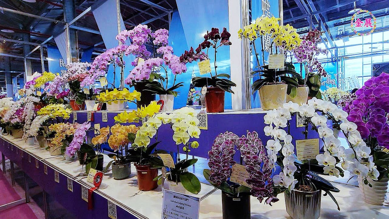 2023台灣國際蘭展-蝴蝶蘭競賽花展示（全記錄）！ Taiwan International Orchid Show-Phalaenopsis