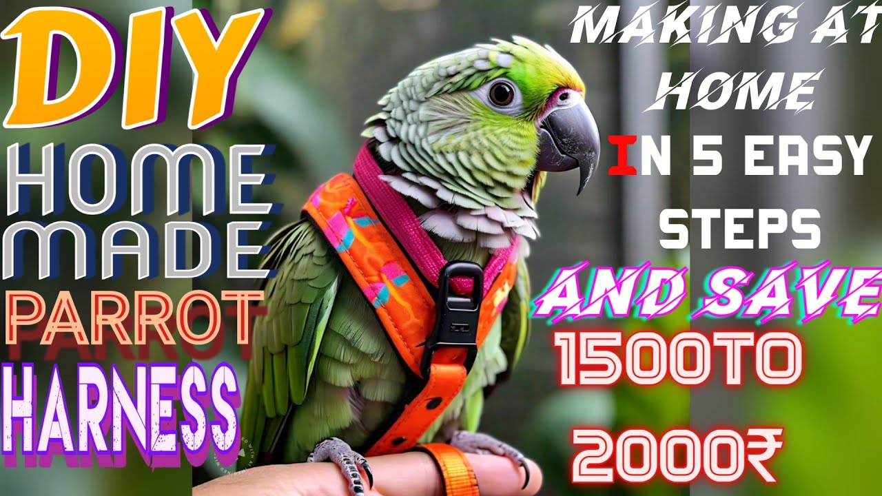 ||HOW TO MAKE PARROT HARNESS AT HOME IN 5 EASY STEPS AND SAVE YOUR 1500-2000₹ DEFINITELY||PARROT!!
