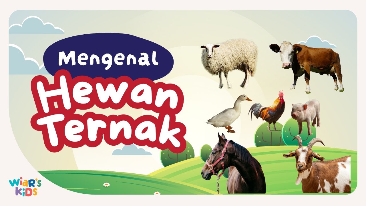 Mengenal Hewan Ternak | Edukasi Anak | Mengenal Nama Binatang