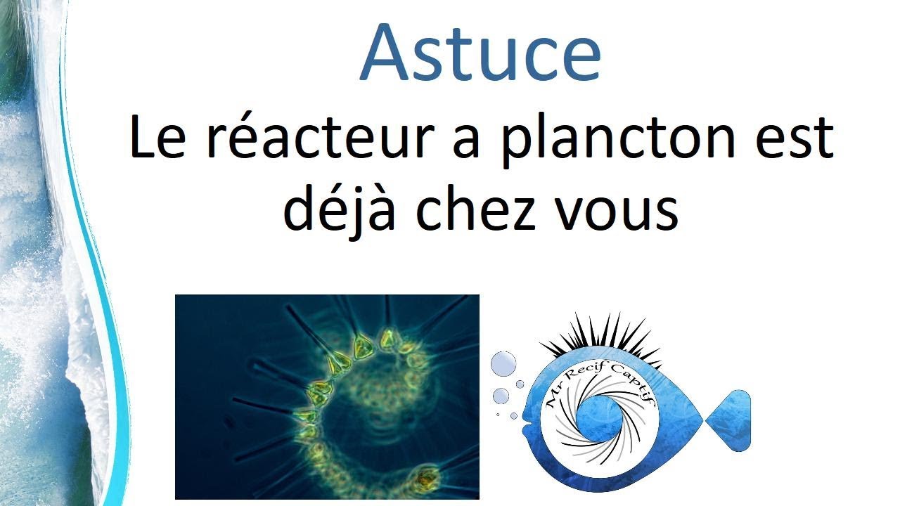 Le plancton pour les coraux le moins cher du monde - Mr Recif Captif #180