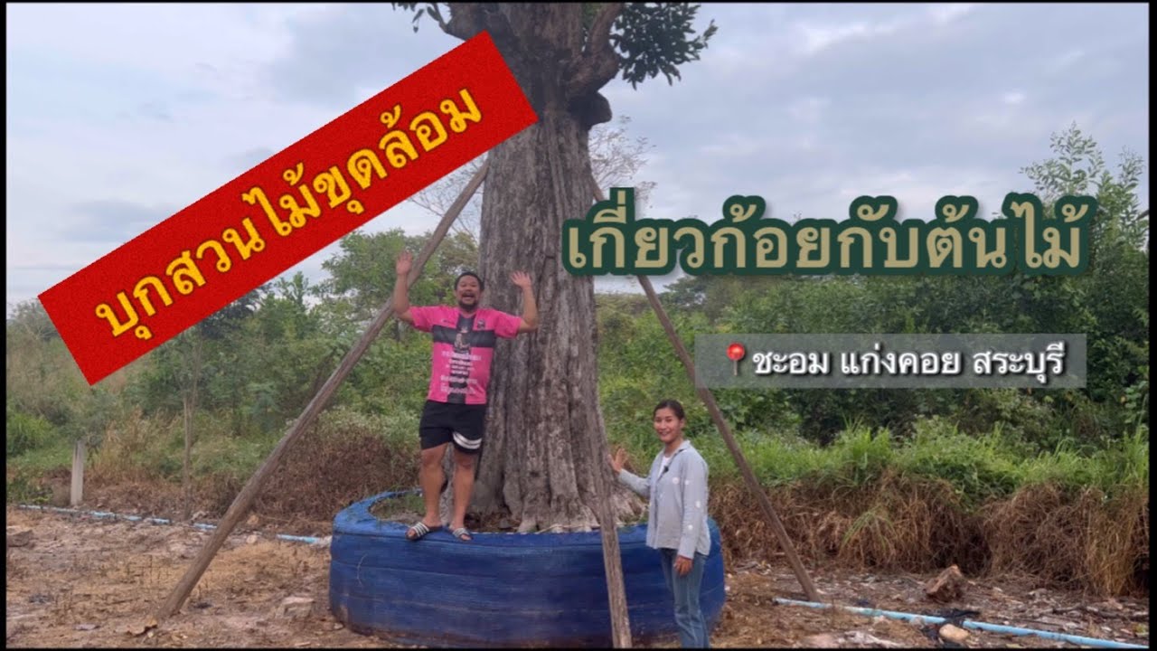 บุกสวนเกี่ยวก้อยกับต้นไม้ ไม้ขุดล้อม ชะอม แก่งคอย สระบุรี