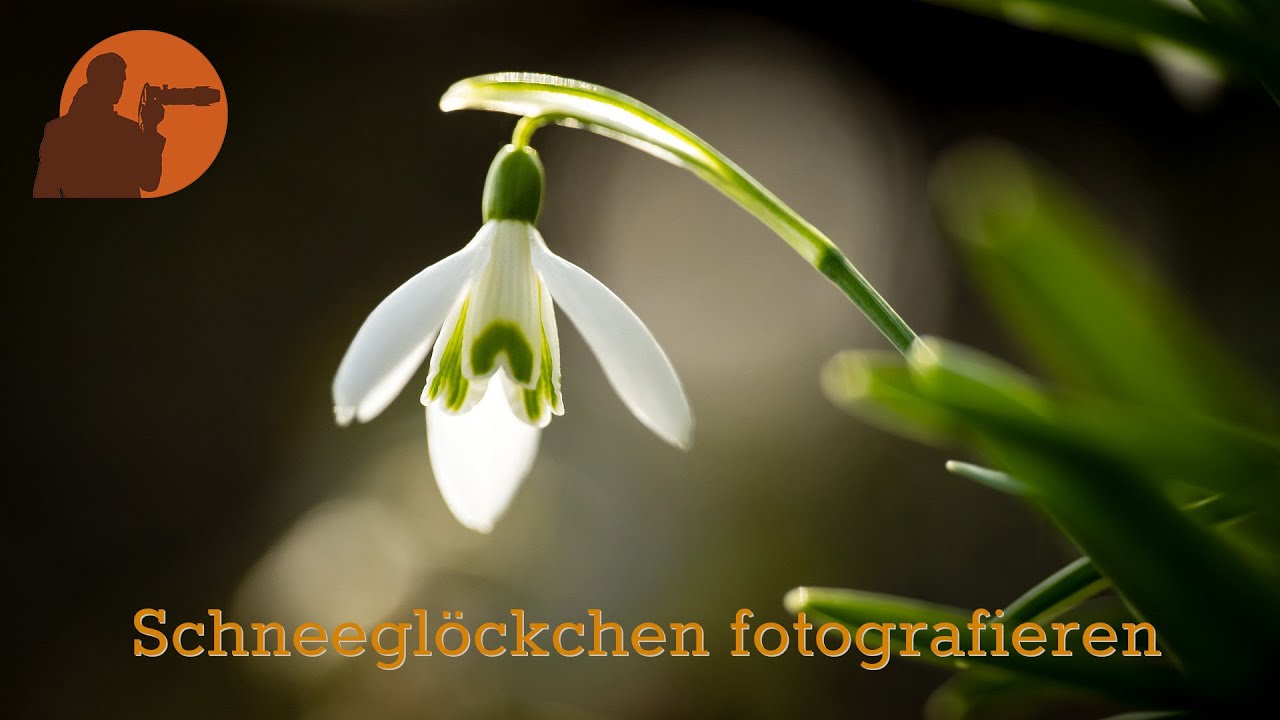 Schneegl&ouml;cken und Winterlinge fotografieren