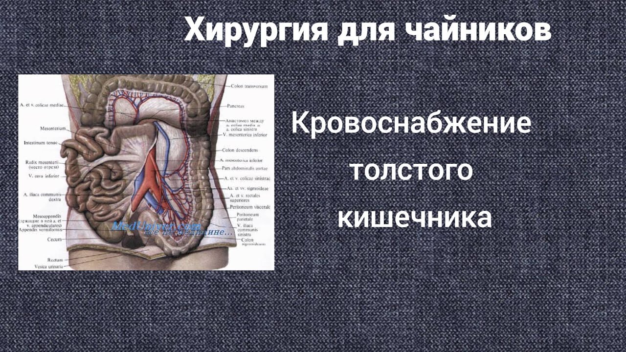 Хирургия для чайников. Кровоснабжение толстого кишечника.