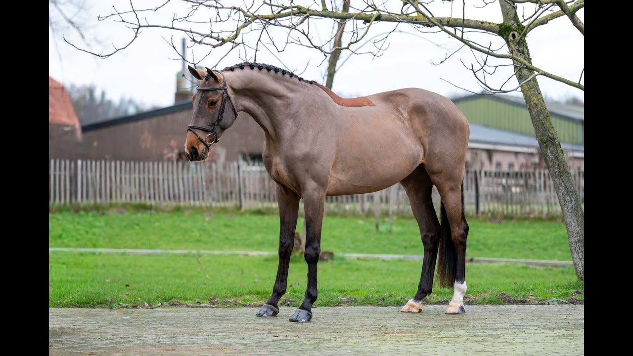 C’est la Vie: Del’Arko d’Henvet x Cancara - Mare 2018