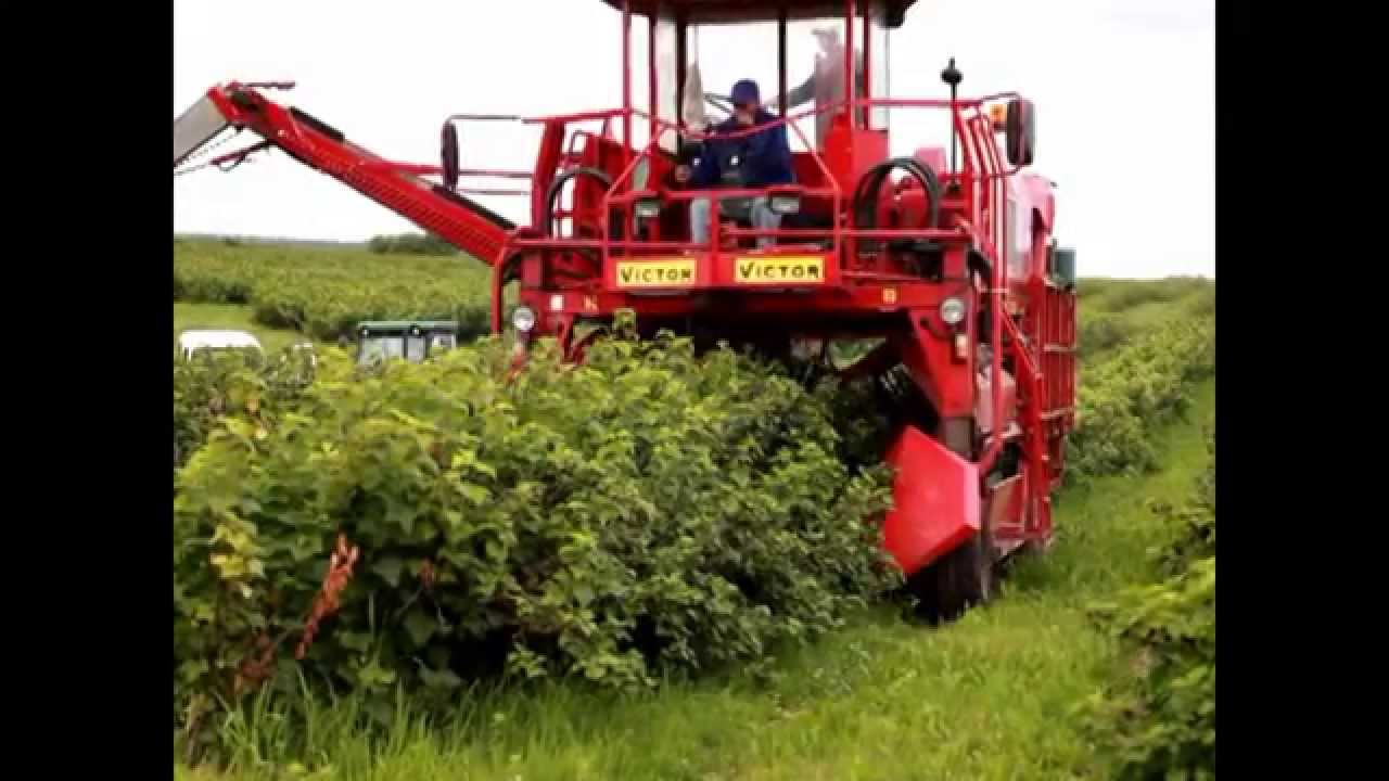 Kombajn całorzędowy Victor w pracy