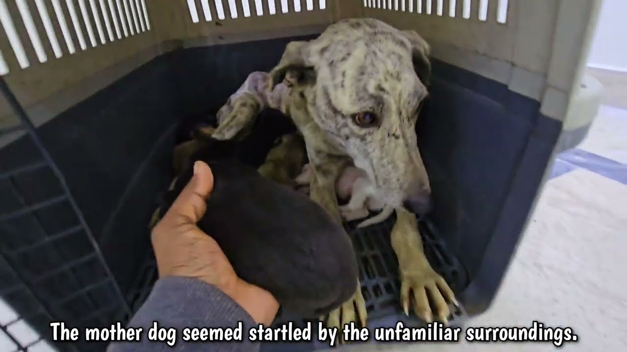 The Dog Carried A Bag Daily... No One Expected What Was Inside 💔🐶😢
