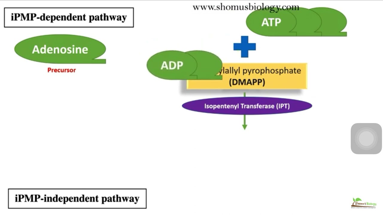 Biosynthesis of cytokinin