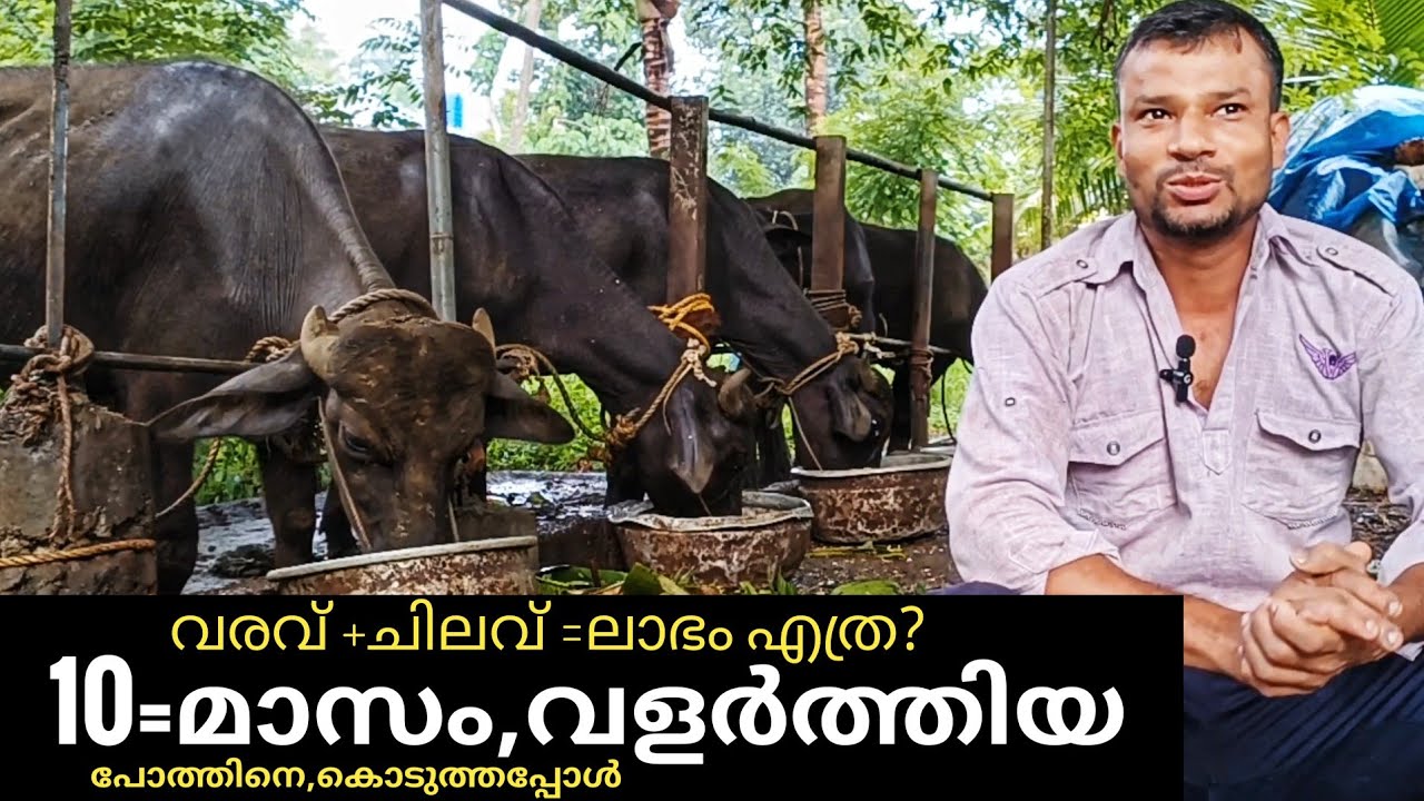 പോത്ത് കർഷകർ നിർബന്ധമായും അറിഞ്ഞിരിക്കണം.#ajosvlog.