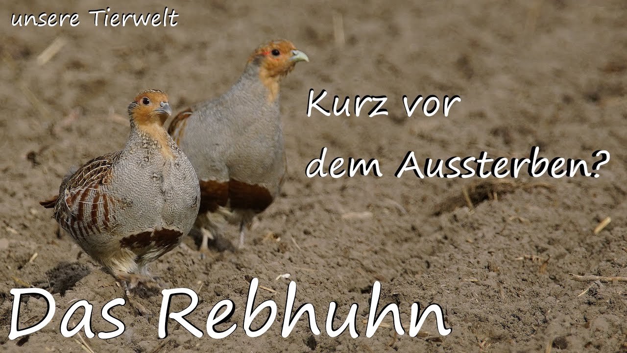 Rebhuhn - Artensterben Teil 1 - Perdix perdix