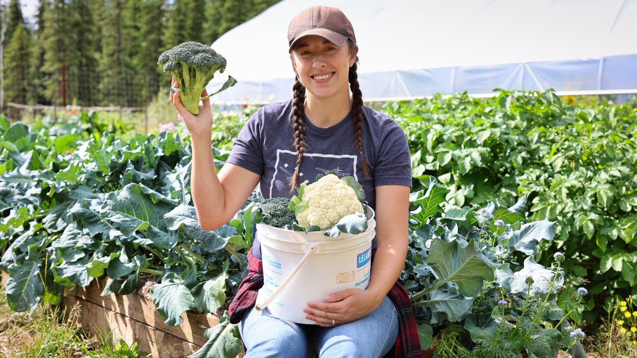 How We Eat in the Summer – 2 Days Harvesting, Cooking & Preserving