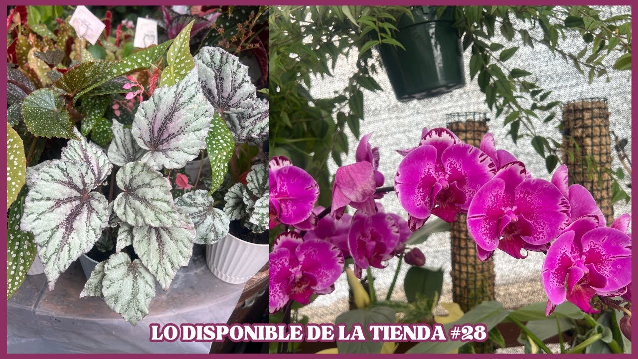 LO DISPONIBLE DE LA TIENDA #28