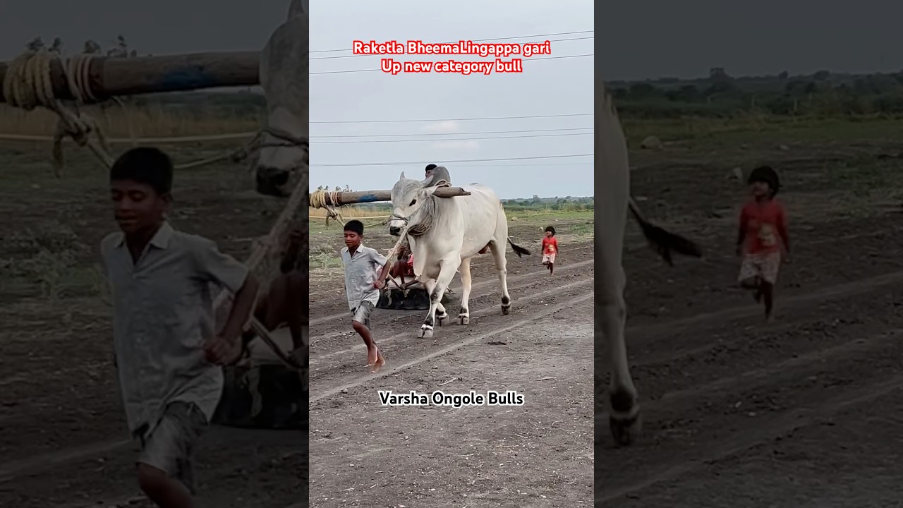 Raketla BheemaLingappa Gari Up coming new category bull