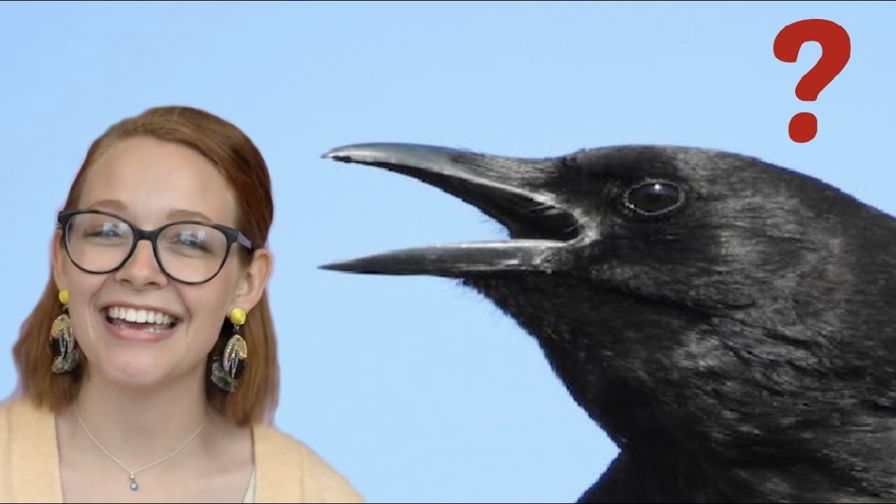 how cool are crows actually?