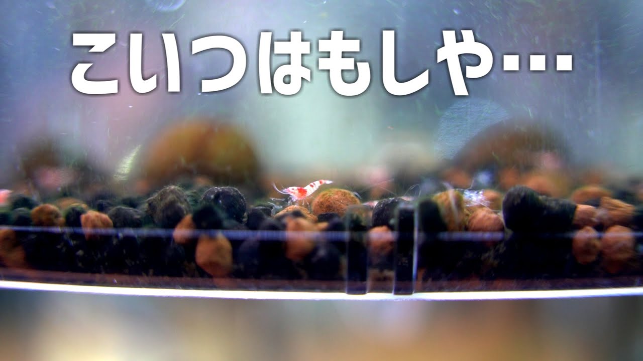 丸2年の時を経て遂にあいつが…！！#661【アクアリウム】