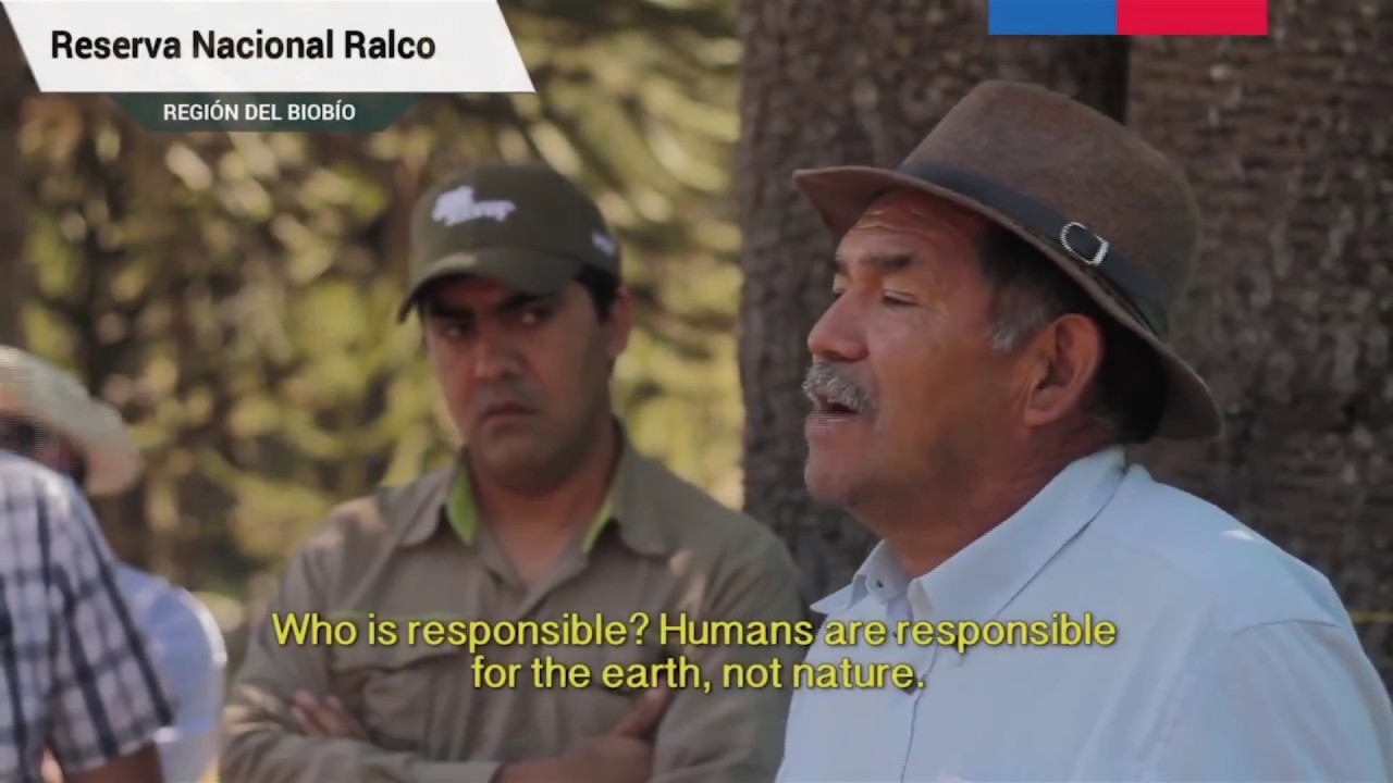 The State of Forests in Chile