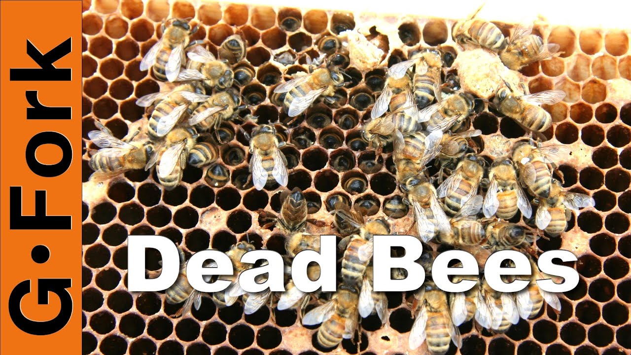 Dead Hive & Winter Feeding - Beekeeping 101 - GardenFork