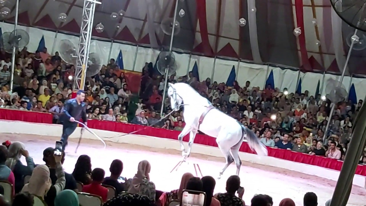 فقرة الحصان في سيرك جمال الحلو بمدينة مرسي مطروح 2019